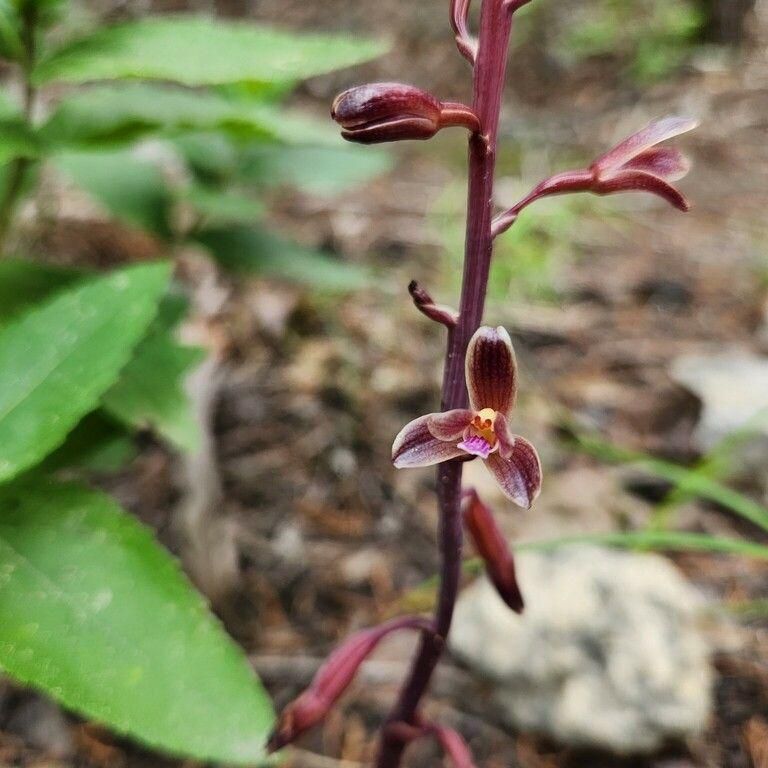 Rare Orchids Discovered at Wild Basin